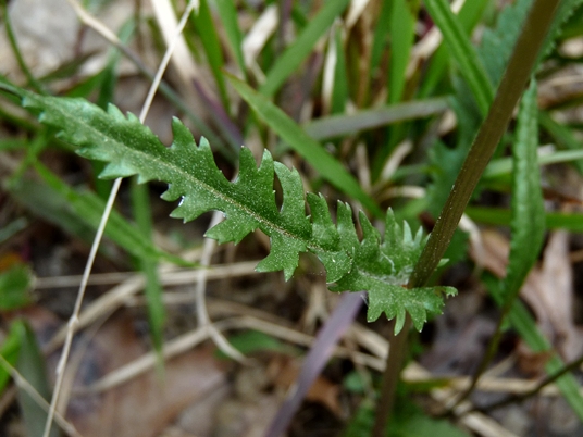 {Packera crawfordii}